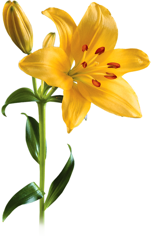 Asiatic Lily Image