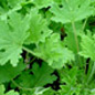 Citronella Plant