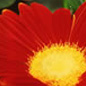 Gerbera Daisy