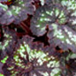Rex Begonia
